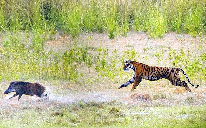 tiger hunting wild boar