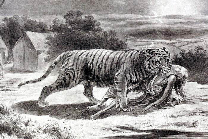 tiger vs. human