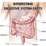 fun facts about digestive system