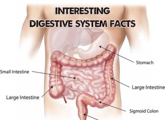 fun facts about digestive system