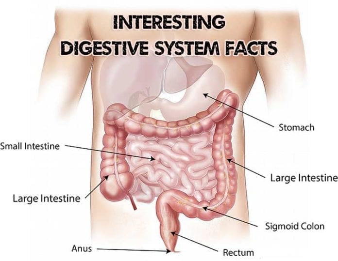 fun facts about digestive system