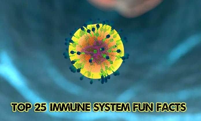 Top Immune System Fun Facts