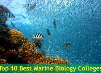 Top Marine Biology Colleges