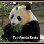 Fun Facts About Pandas