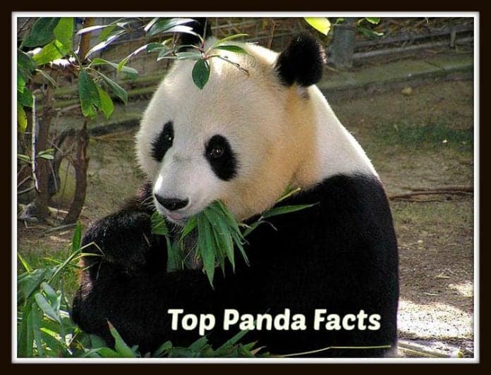 Fun Facts About Pandas