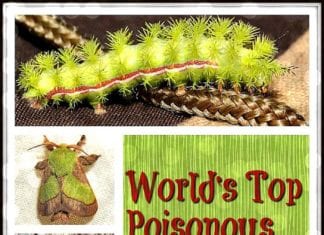 Poisonous Caterpillars