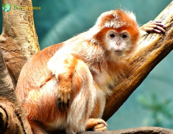 Trachypithecus Auratus