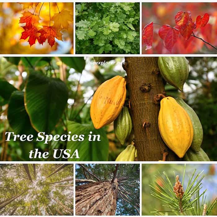 Tree Species In The USA