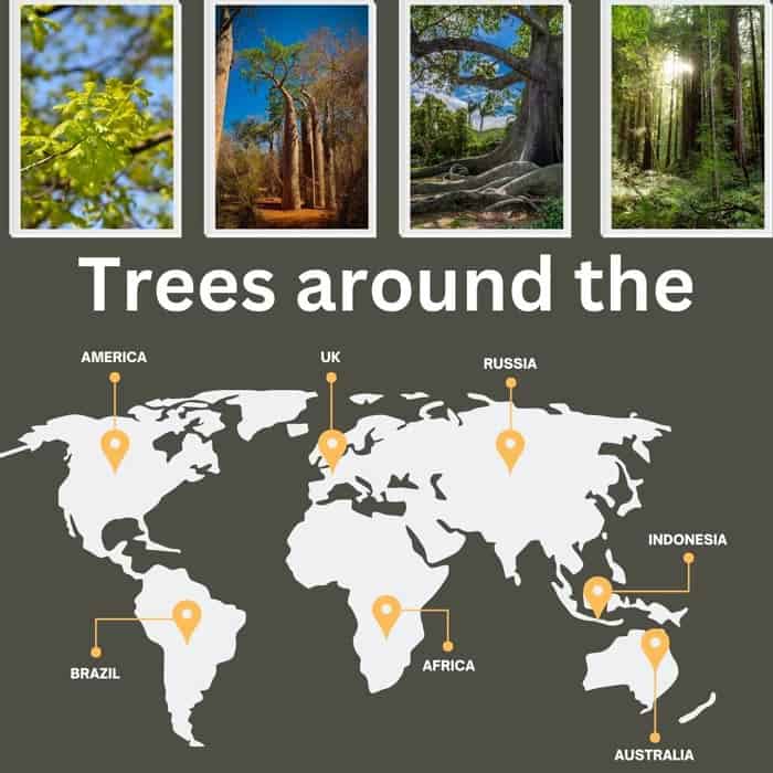 Trees Around The World