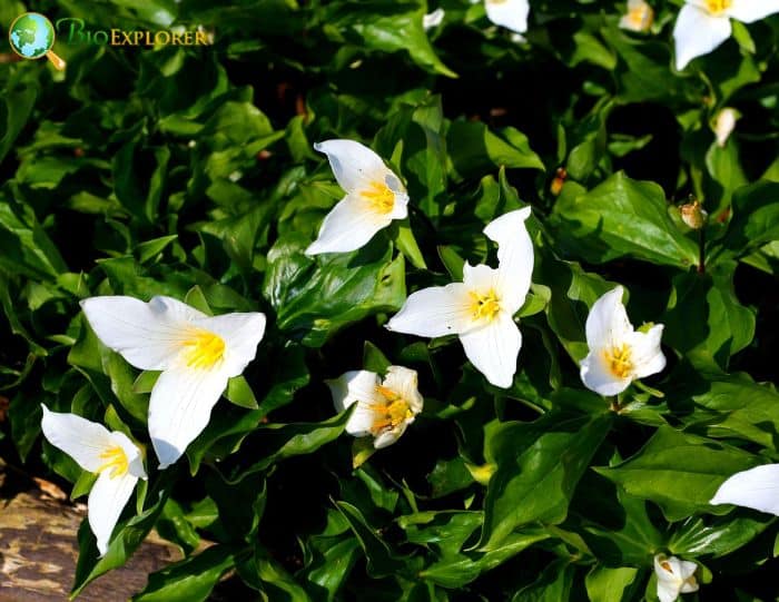 Trillium Grandiflorum