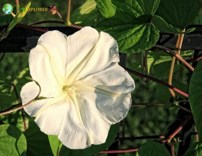 Tropical White Morning Glory