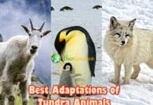 Tundra Animal Adaptations