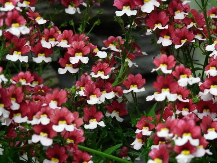 Two Tone Nemesia Flowers