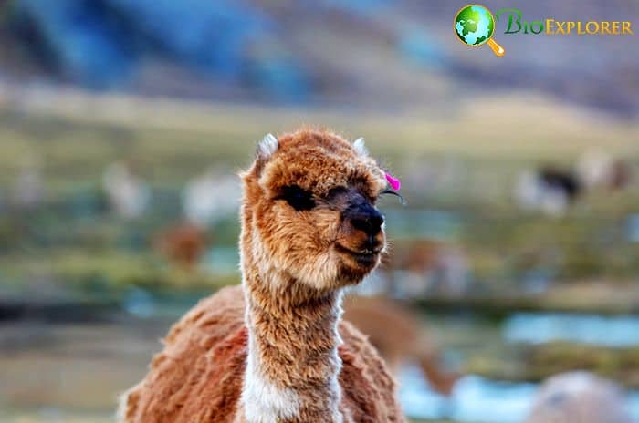 Types Of Alpacas