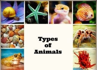 types of animals