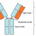 types of antibodies in blood