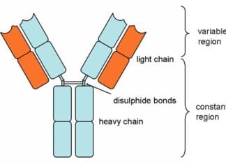 types of antibodies in blood