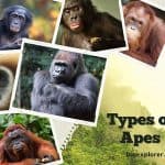 Types of Apes