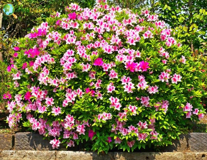 Types of Azaleas