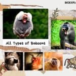 types of baboons