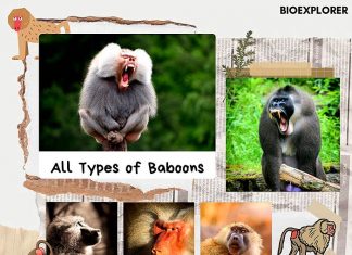 types of baboons