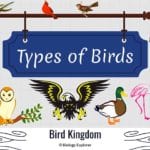 Types of Birds