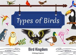 Types of Birds