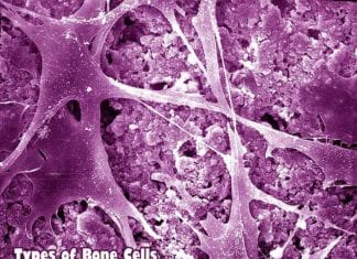 types of bone cells