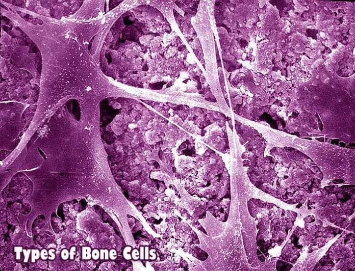 types of bone cells