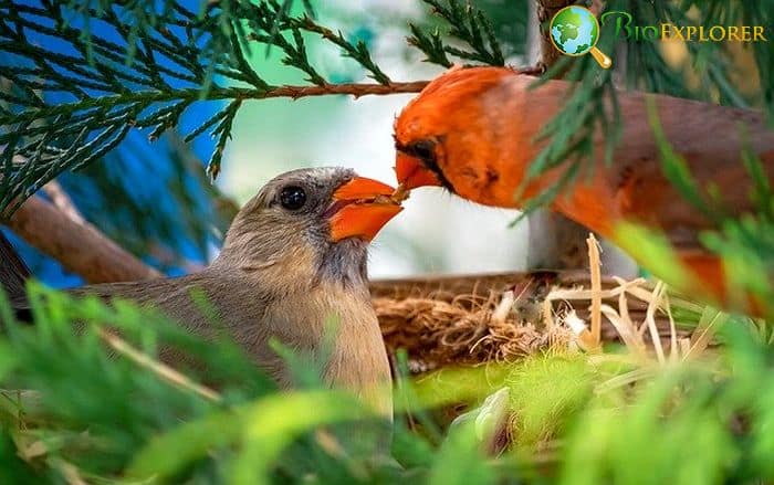 Types Of Cardinals