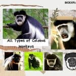 types of colobus monkeys