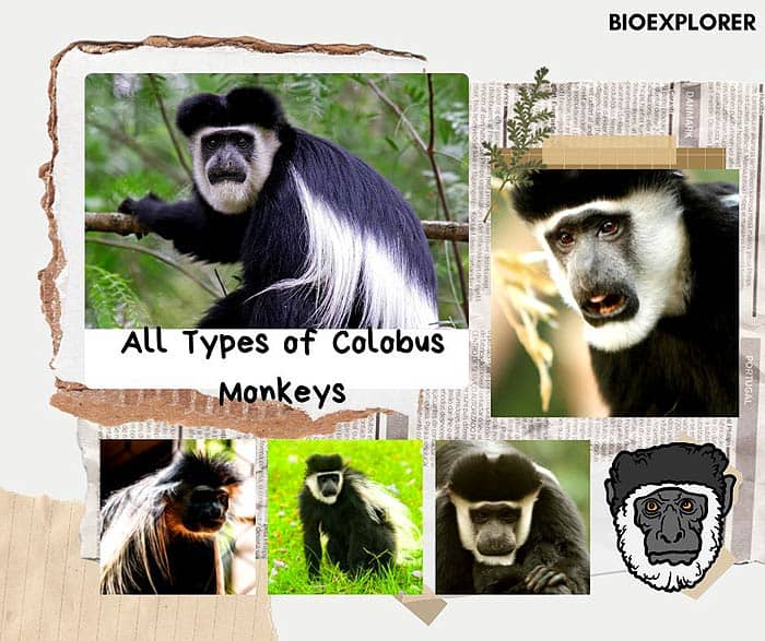 types of colobus monkeys