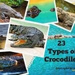 Types of Crocodiles