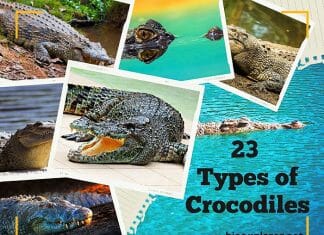 Types of Crocodiles