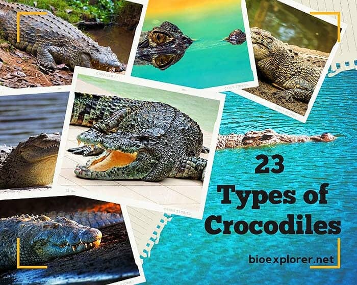 Types of Crocodiles