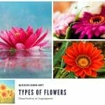 Types of Flowers