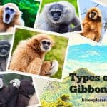 Types of Gibbons