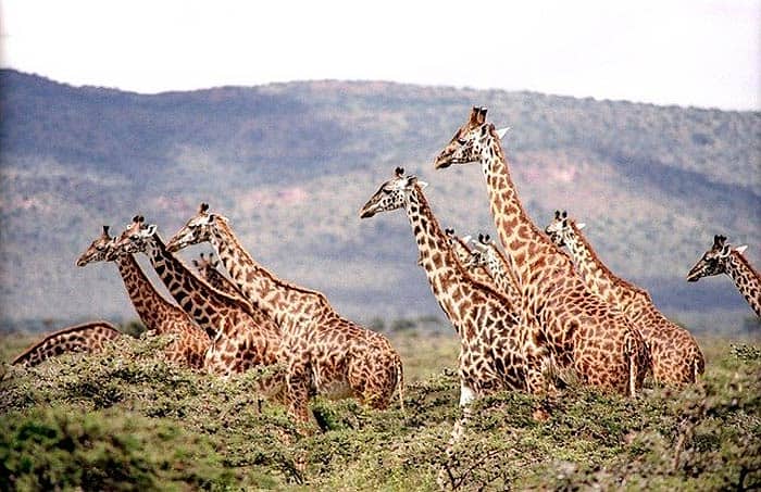 Types Of Giraffes Habitats