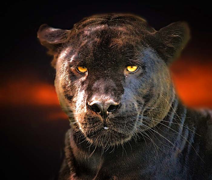 Types of Jaguars (Black Panther)