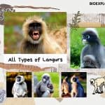 types of langurs