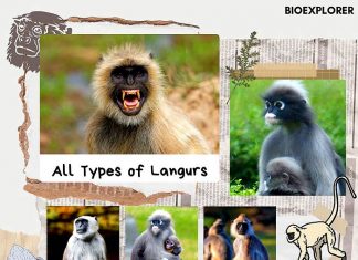 types of langurs