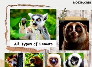 types of lemurs