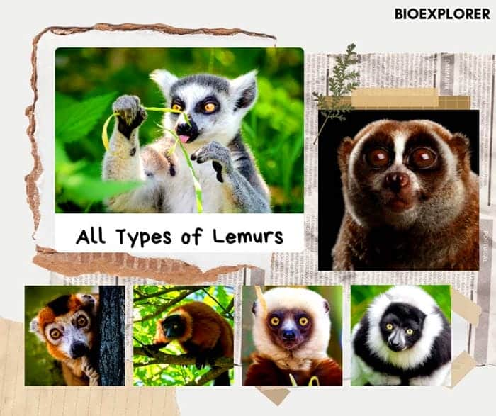 types of lemurs