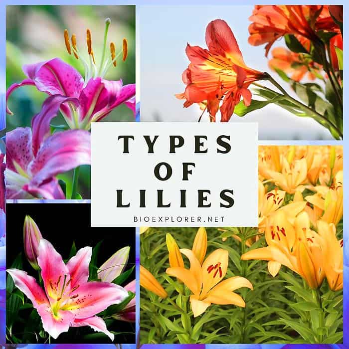 Types of Lilies