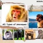 Types of Macaques