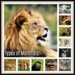 types of mammals