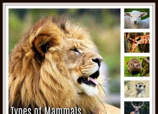 types of mammals