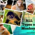 Types of Monkeys