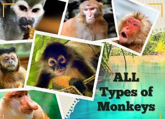 Types of Monkeys