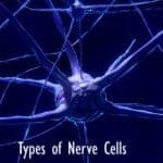 Types of Nerve Cells